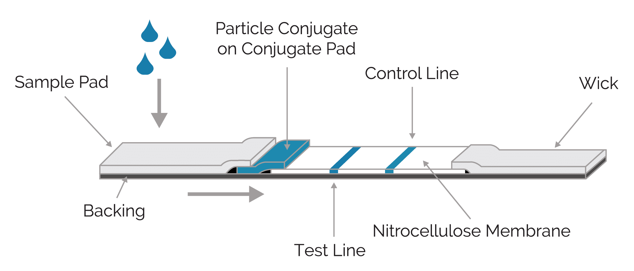 lateral flow, rapid diagnostic test, point of care diagnostic, immunoassay