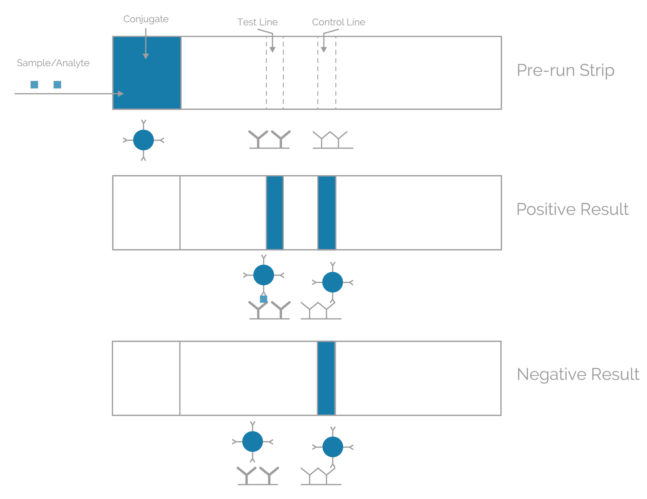 lateral flow, rapid diagnostic test, point of care diagnostic, immunoassay