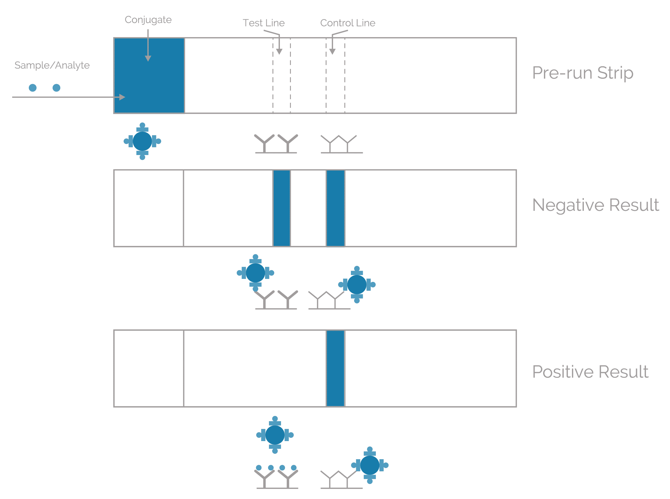 lateral flow, rapid diagnostic test, point of care diagnostic, immunoassay
